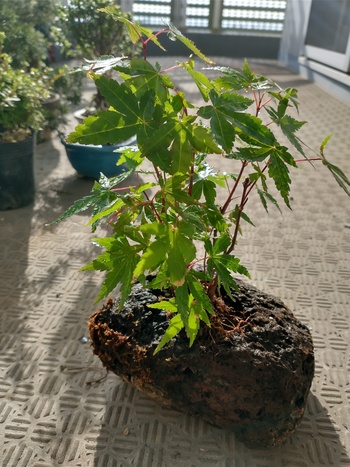 イロハモミジ軽石鉢仕立て.jpg
