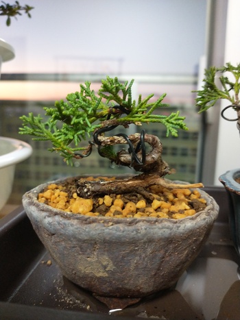 糸魚川真柏極豆盆栽ー１.jpg