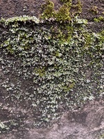 コケの散歩道－６（ギンゴケ）