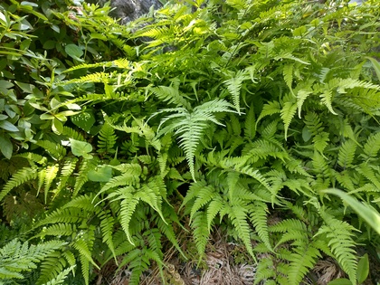 庭のカナワラビ似シダ-1.jpg