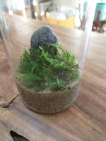 テラリウム－２０（ミニコケテラリウム）