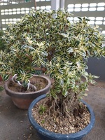 盆栽－７（斑入り白丁花Ａ　根上がり）