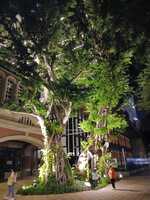 観葉植物の散歩道－２（フィカス・ソフィア）