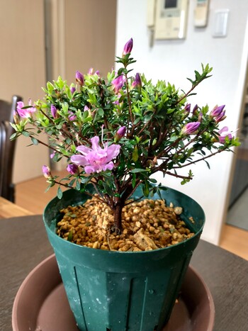 雲仙コメツツジ ｰ2.jpg