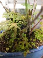 シダの散歩道－１０（ヒメクラマゴケ）