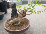 盆栽ー１０（ニオイカエデ　石付き＆根上がり）