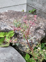 樹木の散歩道－６（ブルーベリー　インディゴブルー）