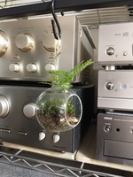 テラリウム－２１（吊りシノブテラリウム）