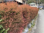 樹木の散歩道ー１２（ドウダンツツジ）