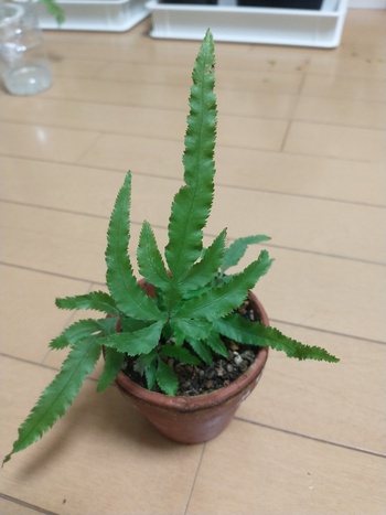 イノモトソウ（栄養葉）.jpg