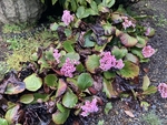 草花の散歩道－９（ヒマラヤユキノシタ）