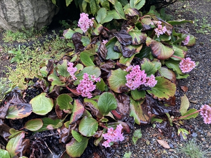 ヒマラヤユキノシタ花.jpg
