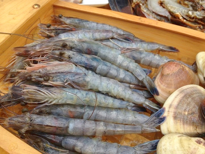 千葉県産クルマエビ.jpg