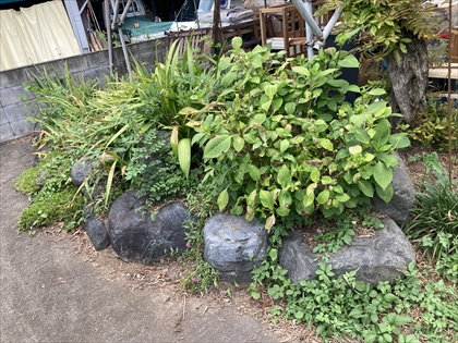 s_IMG_3970.JPG