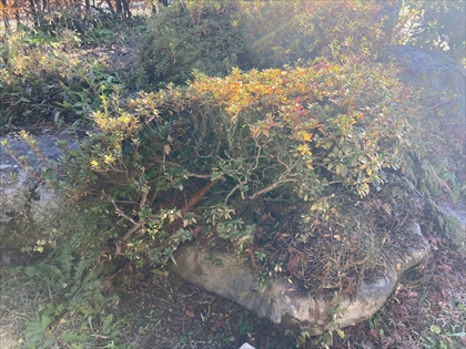 s_IMG_6422.JPG