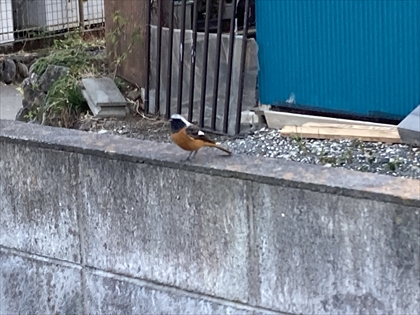 s_IMG_6453.JPG