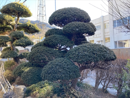 s_IMG_7856.JPG