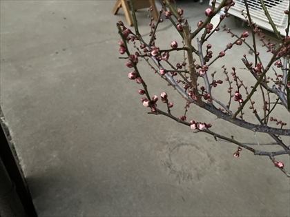 s_IMG_8649.JPG