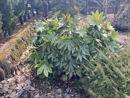 s_ヤツデ_IMG_8863.JPG