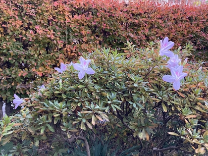 s_ツツジ_IMG_5927.JPG