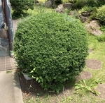 イヌツゲ