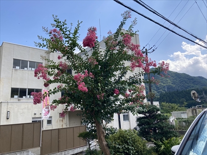 s_サルスベリ_IMG_4202.JPG