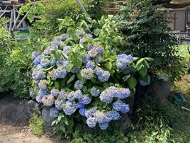 s_アジサイ_IMG_3494-2.jpg