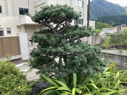 s_ゴヨウマツ_IMG_4247.JPG