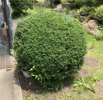 s_イヌツゲ_IMG_3525-2.jpg