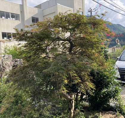 s_シダレモミジ_IMG_4261-2.jpg