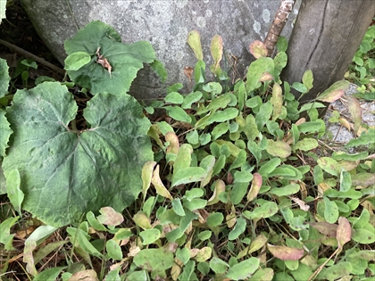s_ジシバリ_IMG_5904.JPG