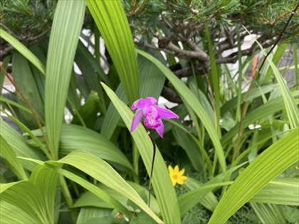s_シラン_IMG_3377.JPG