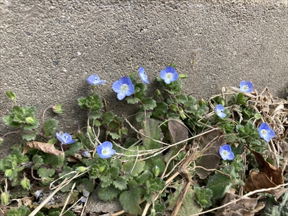 s_オオイヌノフグリ_IMG_8689.JPG
