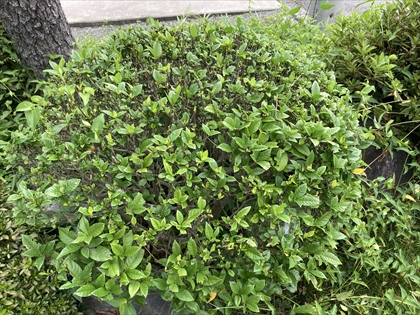 s_クチナシ_IMG_4002.JPG