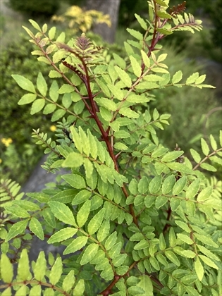 s_IMG_0627.JPG
