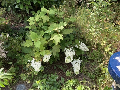 s_IMG_2031.JPG