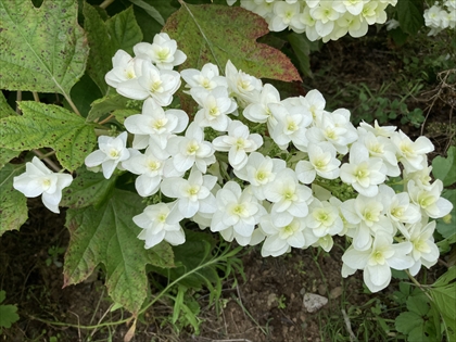 s_IMG_2032.JPG