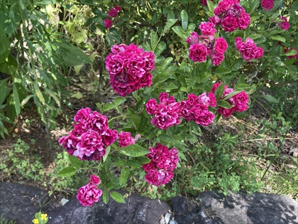 s_IMG_2035.JPG