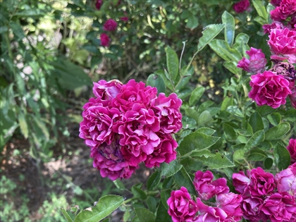 s_IMG_2036.JPG