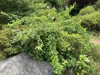 s_IMG_3239.JPG