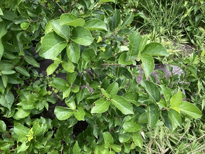 s_IMG_3252.JPG