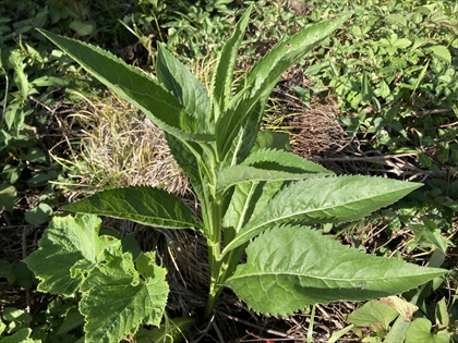 s_IMG_3556.JPG