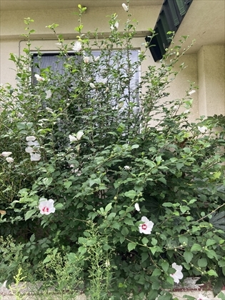 s_IMG_4263.JPG