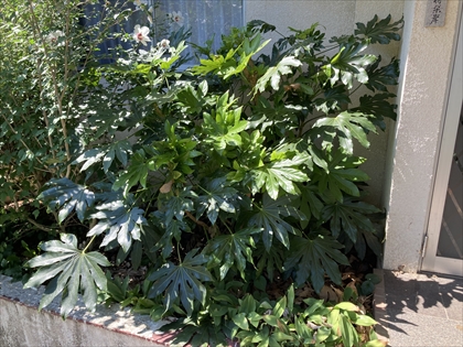 s_IMG_5852.JPG