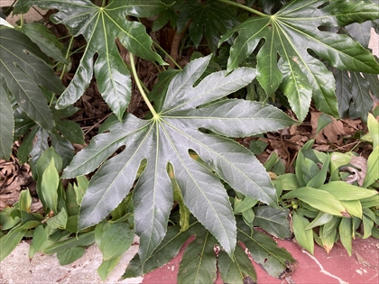 s_IMG_6950.JPG