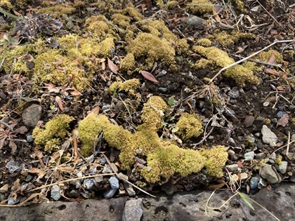 s_IMG_8840.JPG