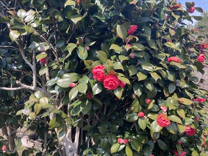 s_IMG_9254.JPG