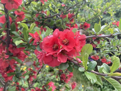 s_IMG_9733.JPG