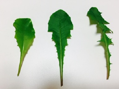 たんぽぽの葉の形状.jpg