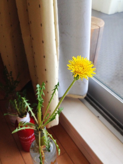 研究報告 | たんぽぽ普及協会